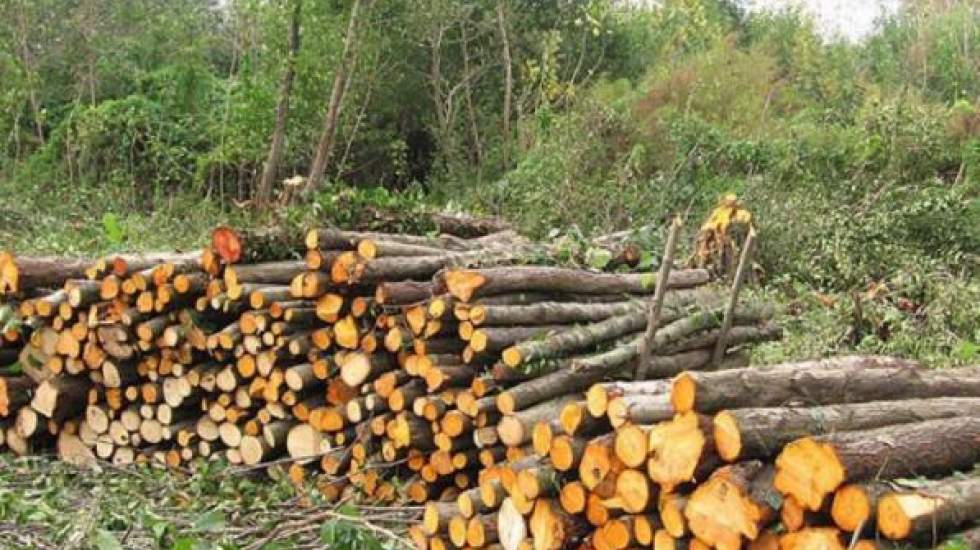 آسیب شناسی یک طرح: واقعیت های طرح زراعت چوب