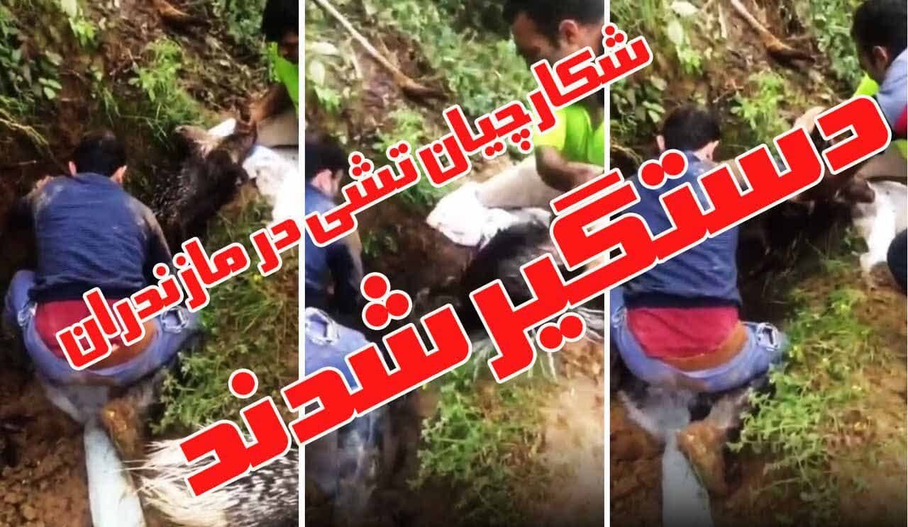  شکارچیان تشی در مازندران بازداشت شدند