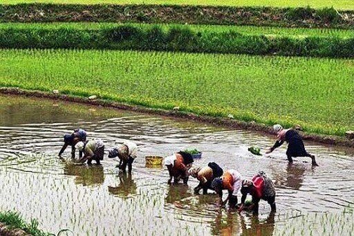 کشت قراردادی برنج در مازندران ۱۰ درصد بیشتر از سهمیه محقق شد