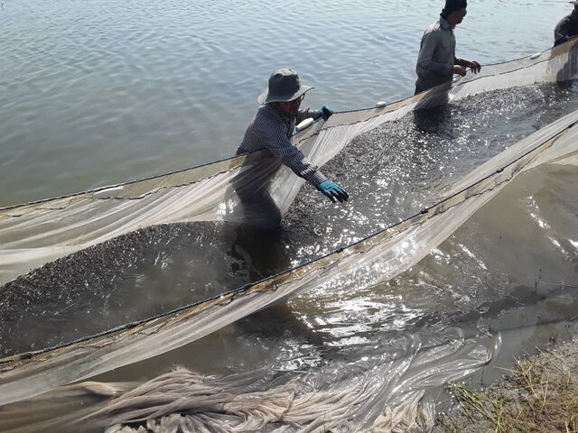 رهاسازی ۲۸ میلیون قطعه بچه ماهی سفید در مازندران