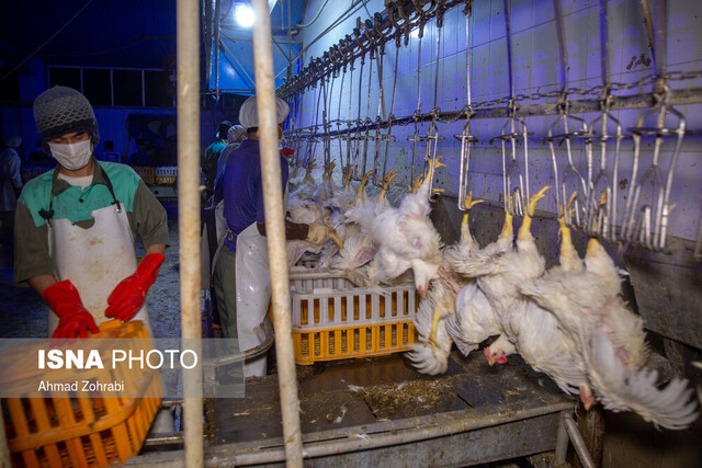 تولید ۳۷۰۰ تن گوشت سفید در سوادکوه‌شمالی