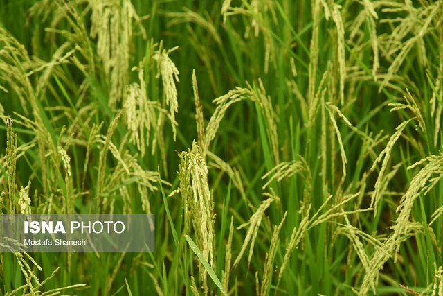 کشت دوم برنج در بیش از ۷۰۰۰ هکتار از شالیزارهای مازندران