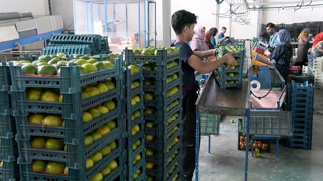 کام تلخ باغداران از فروش نارنگی و حلاوت دلالان از سود خرید