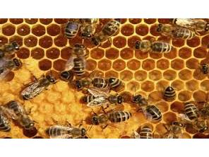 تولید ۲۰ تن عسل در گلوگاه