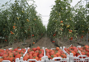 صادرات گوجه فرنگی از مازندران به عراق