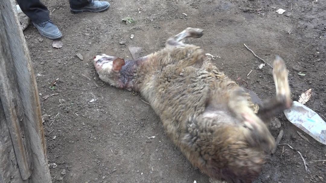 حمله گرگ ها به آغل گوسفندان در بخش یانه سر بهشهر