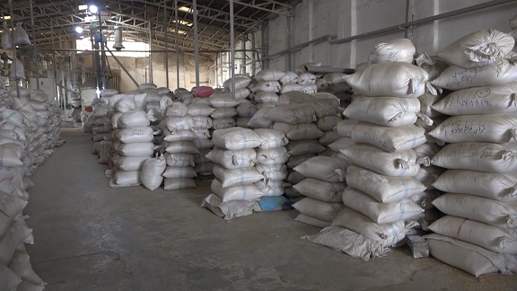 رنجی که شالیکار می‌برد! تلمبار شدن بیش از ۶۰۰ هزار تن برنج در شالیکوبی‌های مازندران