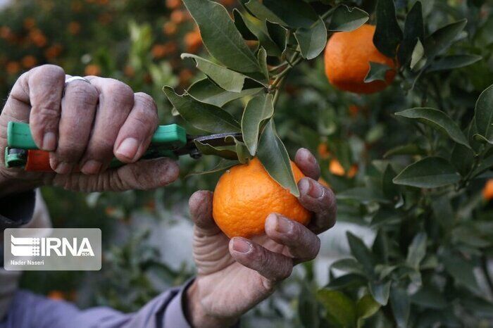 ۲۰۰میلیارد تومان تسهیلات خرید مرکبات و کیوی مازندران پرداخت شد