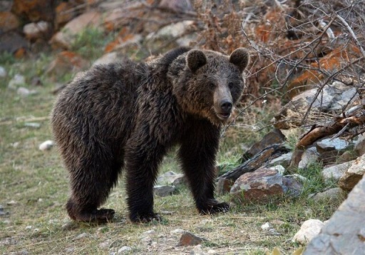 شمار تلفات خرس قهوه‌ای در مازندران کاهش یافت