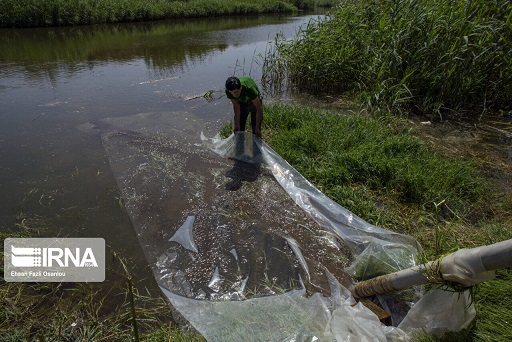 مسیر امن برای مهاجرت ماهیان مولد در رودخانه های شیلاتی مازندران فراهم شد