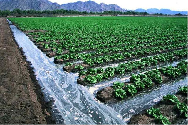 ۱۵۰ هزار هکتار زمین‌های کشاورزی مازندران زیرکشت محصولات کشاورزی است