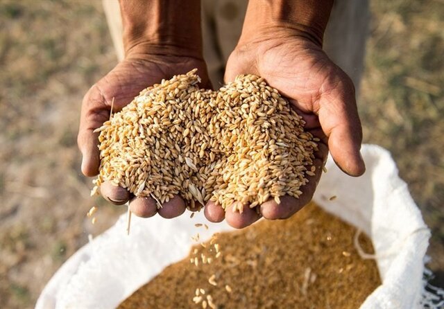 ذخیره ۷۶ هزار تن گندم در مازندران
