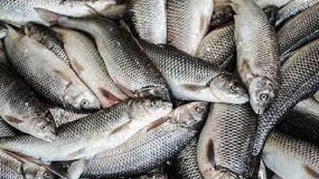 تولید ۱۱۵ هزارتن ماهی در مازندران با ارزش اقتصادی ۶ هزار میلیارد تومان