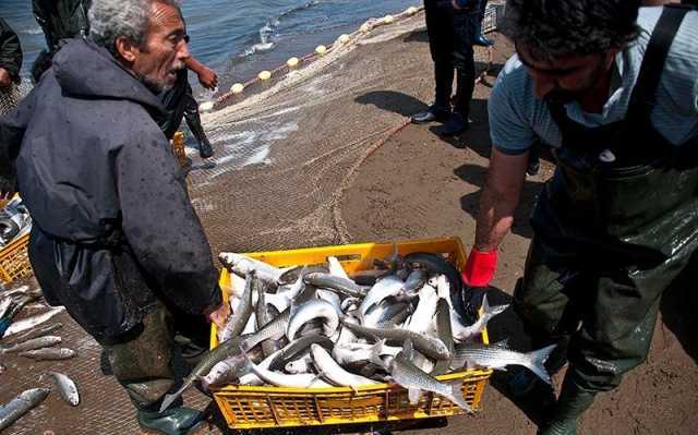 افزایش دوبرابری صید ماهیان استخوانی از دریای خزر