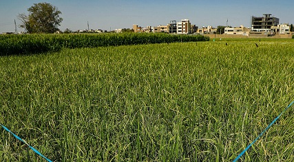 پیامدهای اقلیمی به هم خوردن تعادل بین برنجکاری و دامداری مازندران