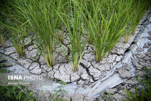 برنج کاری در ۵ شهرستان مازندران با رنج خشکسالی