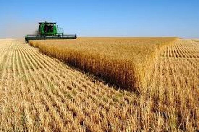 خرید تضمینی ۱۱۵ هزارتن گندم در مازندران