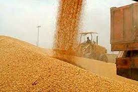 افزایش 74 درصدی خرید گندم در مازندران