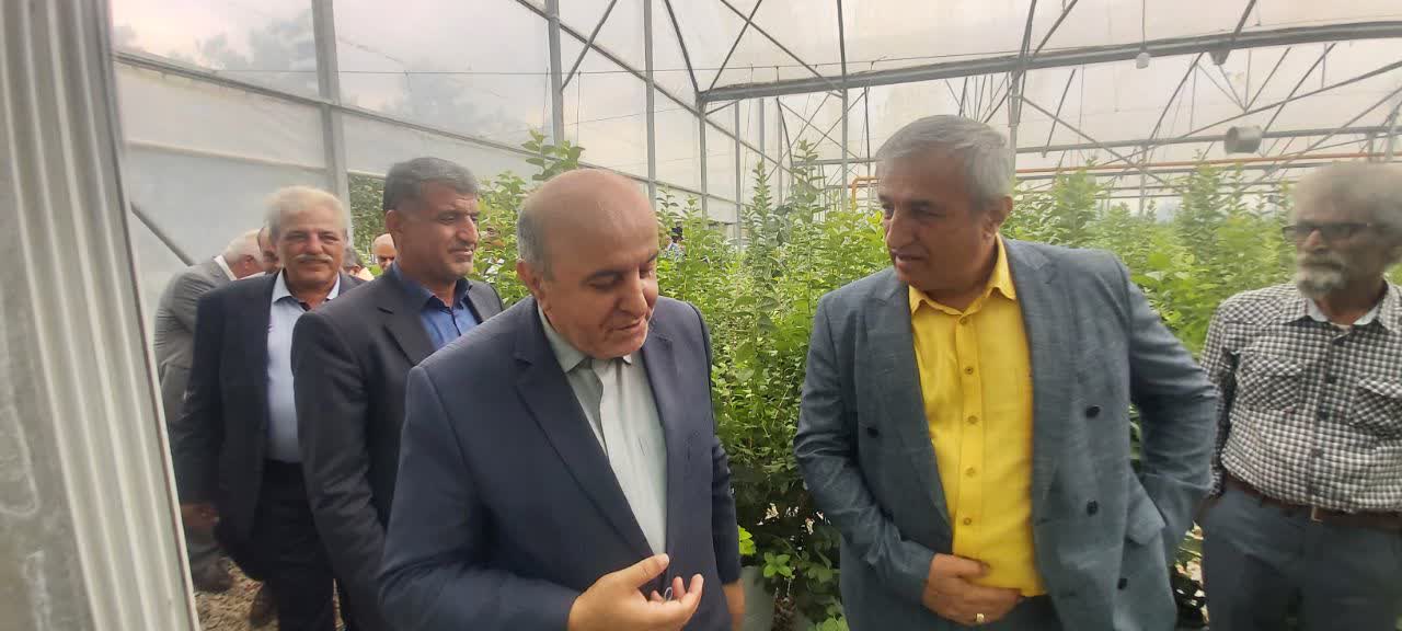 افتتاح بزرگ ترین و مدرن ترین گلخانه های پرورش و تولید بلوبری مازندران در عباس آباد با حضور خیریانپور