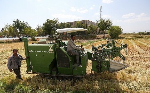۱۹۷ هزار هکتار مزارع برنج مازندران مکانیزه برداشت شد