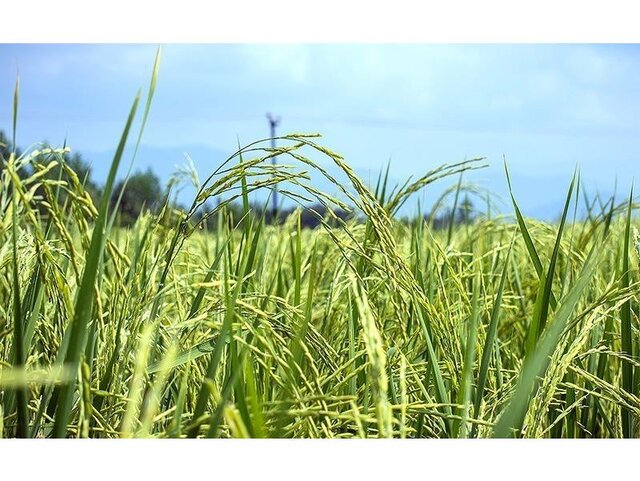 کشت مجدد و پرورش رتون برنج به روش icm در ۴۰ هکتار اراضی مازندران