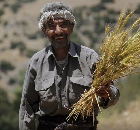 بیش از ۵۱ هزار تن گندم کشاورزان مازندرانی توسط دولت خریداری شد