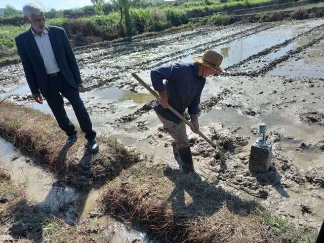 اجرای طرح تولید محصول سالم برنج در سوادکوه و سوادکوه شمالی